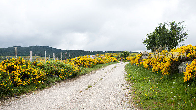 景观与开花的扫帚在蒙特Lozère -法国